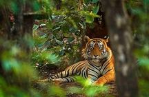 8 Days Delhi Agra Ranthambore Udaipur Jaipur Delhi Private Tour