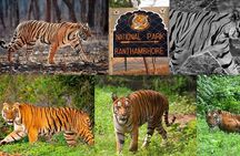 4 Days Golden Triangle Tour with Ranthambore Tigers Safari