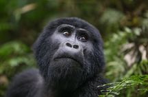 6-Day Uganda Gorilla Adventure (Fly-in)