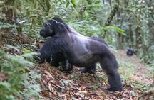 6-Day Uganda Gorilla Adventure (Fly-in)