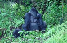 2 Days Gorilla Trekking with Culture Experience and Twin Lakes Visit