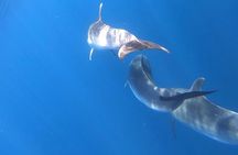 Catamaran excursions in the Asinara island National park