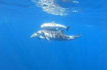 Catamaran excursions in the Asinara island National park