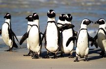 Cape Of Good Hope and Penguins viewing Private Tour