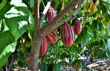 Coffee and Chocolate Tours