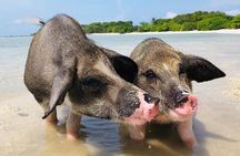 Pig Island Experience By Speed Boat, Snorkeling, Kayaking Relaxing on the Beach