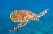 Khao Lak to Similan Islands Snorkeling Tour