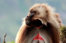 02 Days Addis Ababa & Debre Libanos Monastery, Baboons & Portuguese bridge