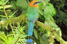 Birdwatching by the Lake Arenal