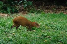 Atitlan Hiking and Birding - Day tour from Antigua