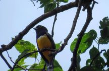 Atitlan Hiking and Birding - Day tour from Antigua