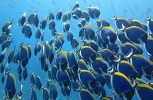 Khao Lak to Similan Islands Snorkeling Tour