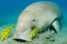 Abu Dabbab Dugong Bay Marsa Alam Tours