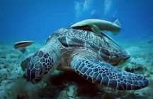 Abu Dabbab Dugong Bay Marsa Alam Tours