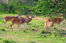 Yala National Park Private Safari (All Inclusive) From Mirissa