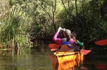 Everglades Kayak Safari Adventure Through Mangrove Tunnels 