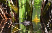 Everglades Kayak Safari Adventure Through Mangrove Tunnels 