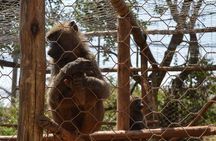 Day Trip To Menagesha Suba Forest