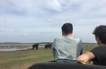 Private Jeep Safari at Minneriya National Park