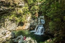 Mesmerizing Nature Walk in Lynn Canyon Park 