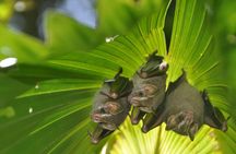 Corcovado Siren Overnight: Sleep in the most bio-intense forest.