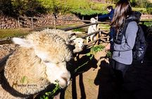 Tour to Sacred Valley: Tour Pisaq, Ollantaytambo, and Chinchero.