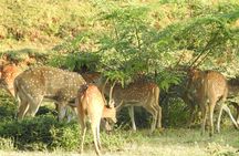 Two Day Udawalawa National Park Tour