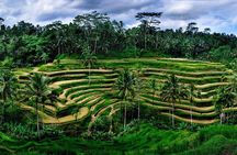 Ubud Customized Tour All-Inclusive