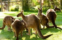 Yarra Valley Wildlife & Wine Day Tour with Healesville Sanctuary