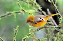 Mount Doi Inthanon Hiking & Bird Watching