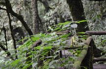 Mount Doi Inthanon Hiking & Bird Watching