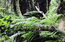 Mount Doi Inthanon Hiking & Bird Watching