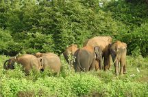 Two Day Udawalawa National Park Tour