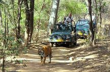 Golden Triangle Tour With Ranthambore Tiger Safari