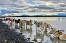 Year-Round Dogsledding Adventure Near Reykjavík Optional Transfer