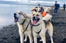 Small Group Husky Sledding Tour from Capital Region