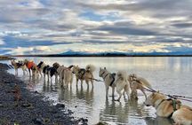 Small Group Husky Sledding Tour from Capital Region