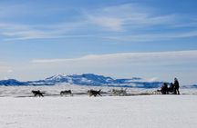 Small Group Husky Sledding Tour from Capital Region