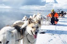Small Group Husky Sledding Tour from Capital Region