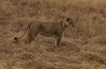 2Days 1Night tour to Mikumi National Park (Road trip)