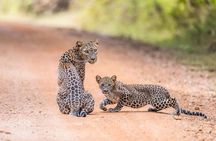 Safari at Wilpattu National Park from Negombo (All inclusive day tour)