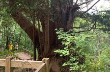 Hiking tour around Takayama city (About 3 hours)