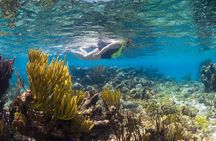 Small Group VIP Stingray City & Snorkel Encounter with Snacks