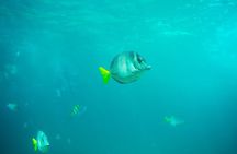 Private Los Cabos Arch & Playa del Amor tour by Glass bottom kayak
