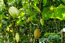 Chocolate Farm Private Tour in Medellin: Real Genuine Experience