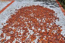 Chocolate Farm Private Tour in Medellin: Real Genuine Experience