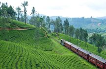 Nuwaraeliya Day Tour & Kithulgala Water Rafting from Kandy,Colombo or Ella