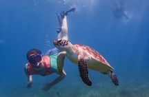 Under the Sea snorkeling(Stingray/Kayak/ Power Snorkel available)