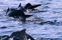 Khasab Musandam Half Day Dhow Cruise