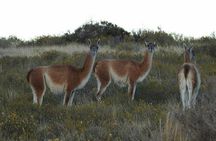 SIB Cruise Shore Excursion Peninsula Valdes - Pto Madryn - Patagonia Argentina